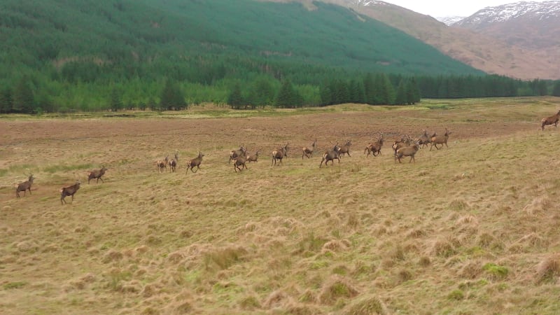 A Herd of Red Deer in Scotland