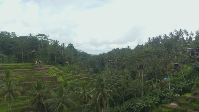 Slow aerial dolly shot of terraced paddy rice fields on the hill sides in thick tropical rainforest with palm trees