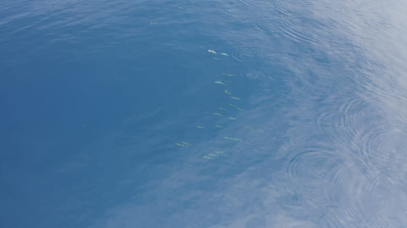 Aerial view of dolphins in open water at Reunion Island.