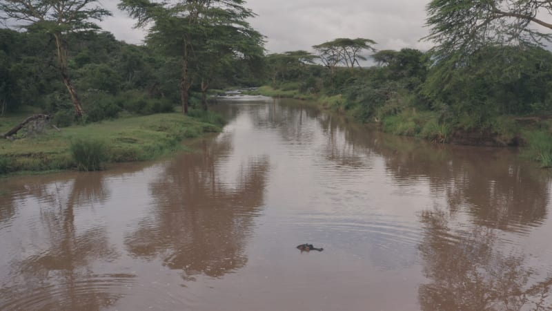 Hippopotamus hiding in wild African river