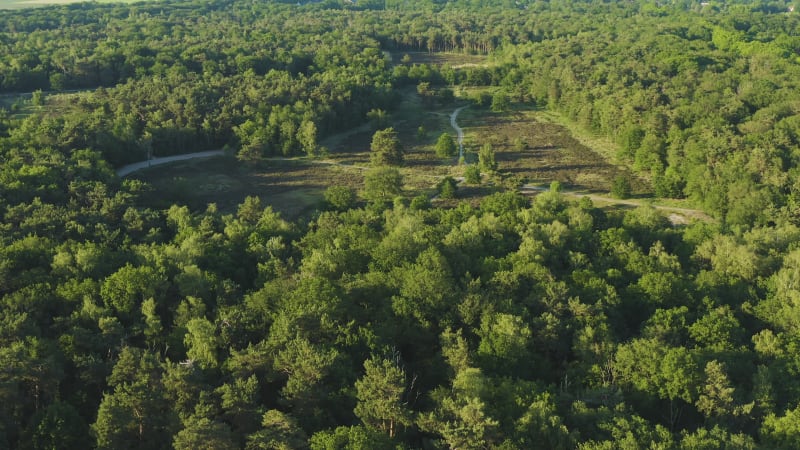 Walking paths in the field surrounded by forest