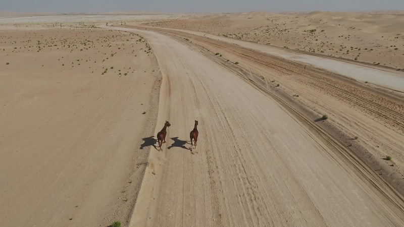 Aerial view two horses running free in the desert of Al Khatim.