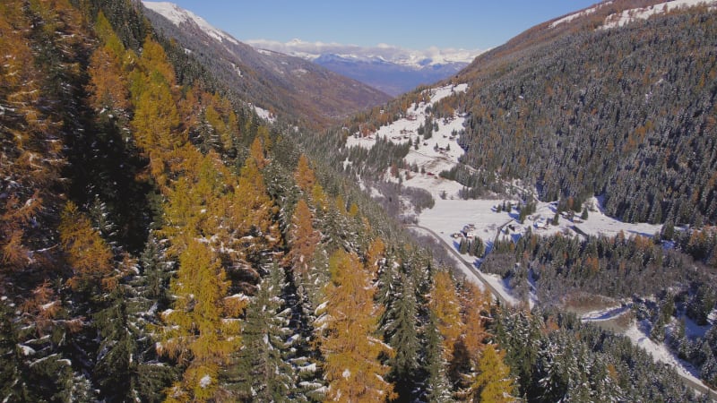 Mountain Forests in the Fall in Switzerland