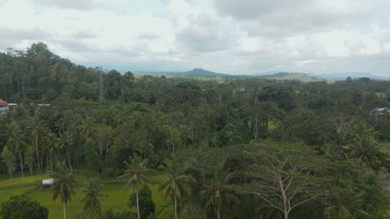 Slow aerial dolly shot of a dense tropical jungle with palm trees at the end of the rural farm fields in Bali