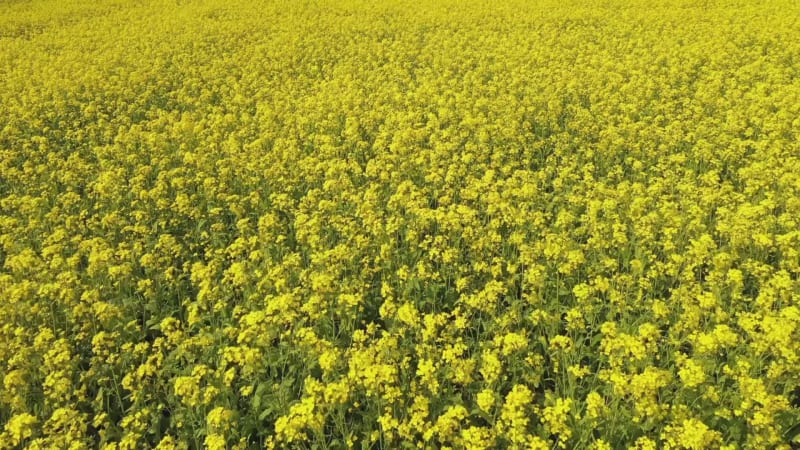 Aerial view of an agricultural field in Gabtali, Rajshahi state, Bangladesh.