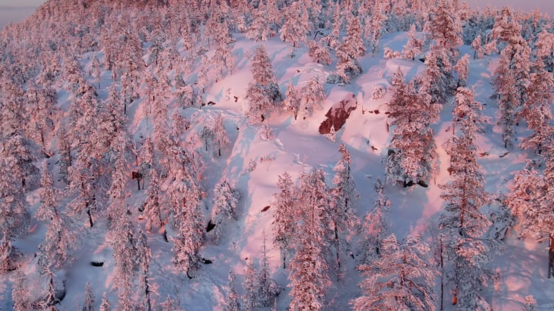 Aerial view of a forest in winter in Overtornea, Sweden.