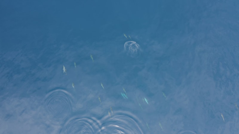 Aerial view of dolphins in open water at Reunion Island.