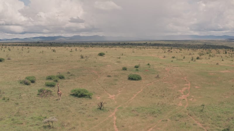 Aerial orbit of giraffe in wild landscape in Africa