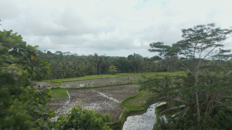 Aerial reveal of a vast terraced paddy rice fields with standing water and farmer tending to the crops in a tropical Bali jungle