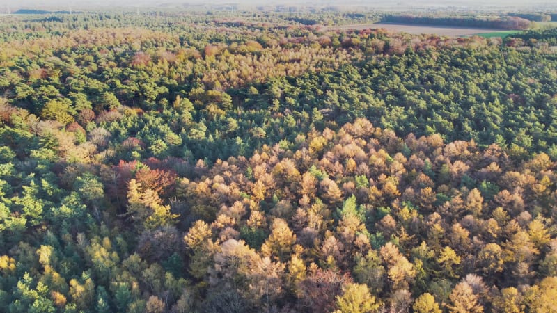 Aerial view of mixed autumn forest, Annendaalsbos, Limburg, Netherlands