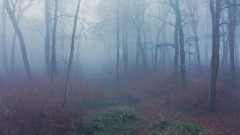 Ascending aerial view of tall thin trees in foggy forest