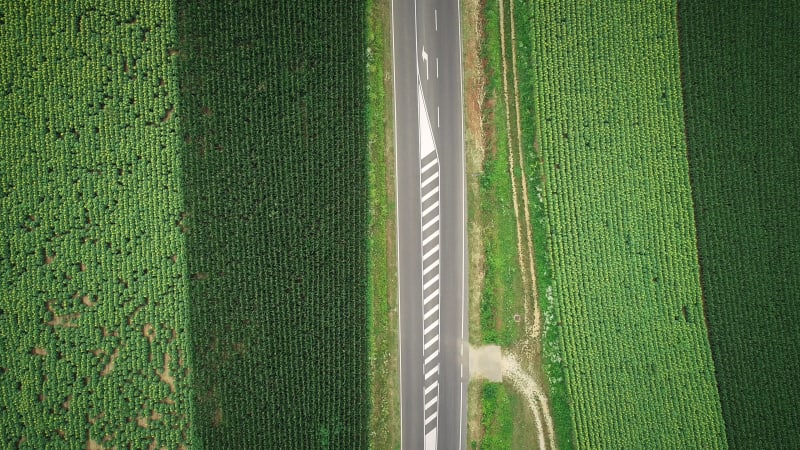 Aerial view of straight road between fields of sunflower and corn.