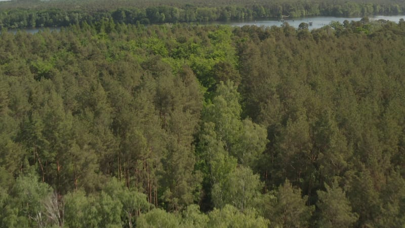 AERIAL: Slow Flight over Rich Green Forest Tree Tops in Germany European Woods in Beautiful Green Color Tones