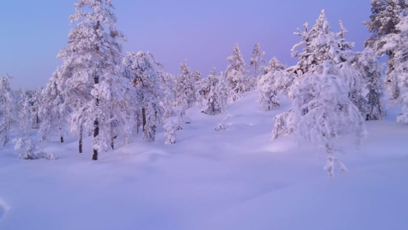 Aerial view of a forest in winter in Overtornea, Sweden.