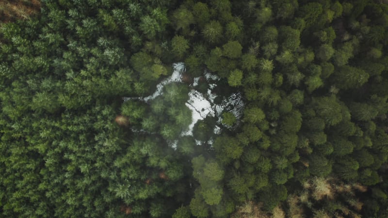 Top down shot of a Scottish forest in winter time