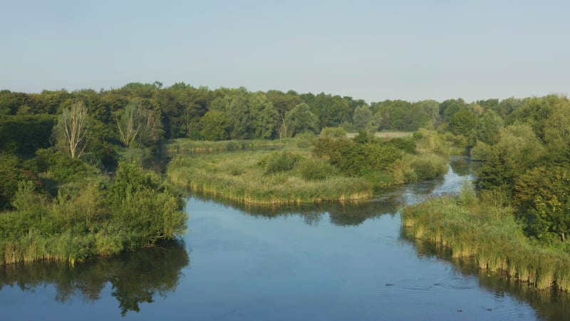 Aerial view of wildlife in a peaceful river bend surrounded by forest