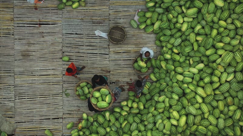 Aerial View of people among the watermelons at work on the Buriganga River.