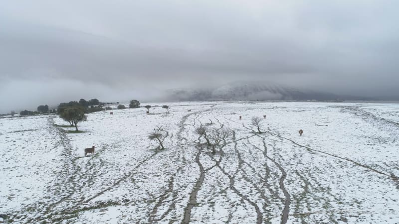 Aerial view of cattle in a field with snow, Sefat, Upper Galilee, Israel.