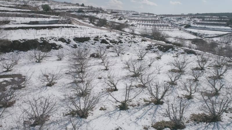 Aerial view of a dry vineyard in the snow, Golan Heights, Israel .