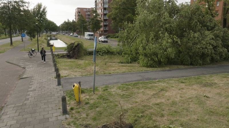 Aerial view of a fallen tree post-storm Poly in Heemskerk, Netherlands. July 2023.