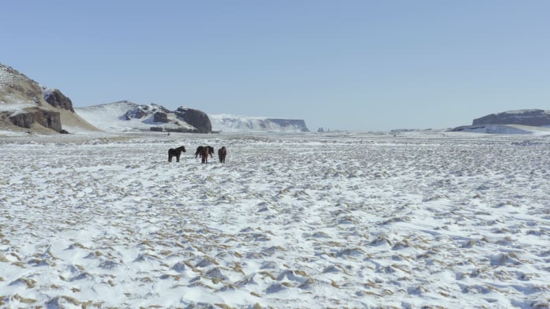 A Pack of Wild Icelandic Horses in Snowy Conditions