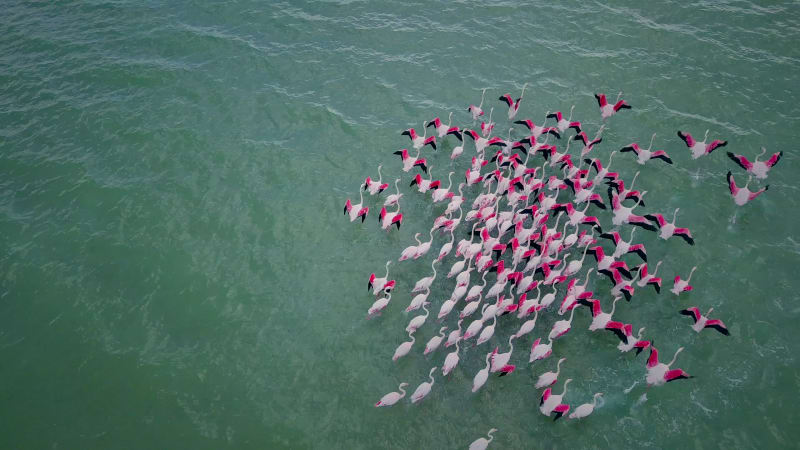 Aerial view of flamingos in West Coast National park, Cape Town.