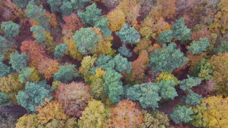 Aerial downward view of mixed autumn forest, Groesbeek, Gelderland, Netherlands.