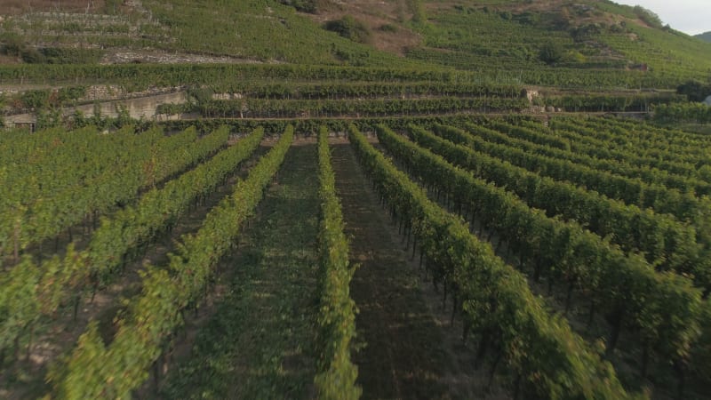 Aerial View of a Mature Vinyard at Sunset