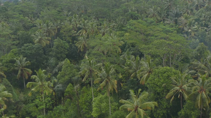 Aerial view of a small hidden rural village surrounded by a thick tropical jungle vegetation in Bali