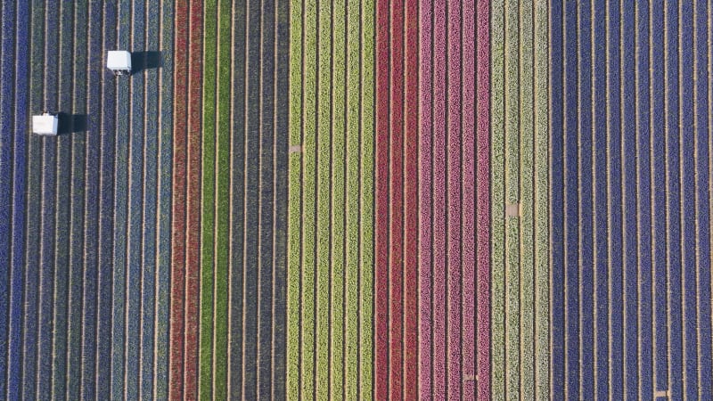 Tulip Fields in Noordwijk, The Netherlands