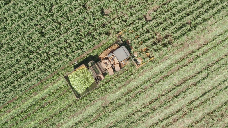 Corn picker harvesting a large filed of Sweet Corn cobs, Aerial follow footage.