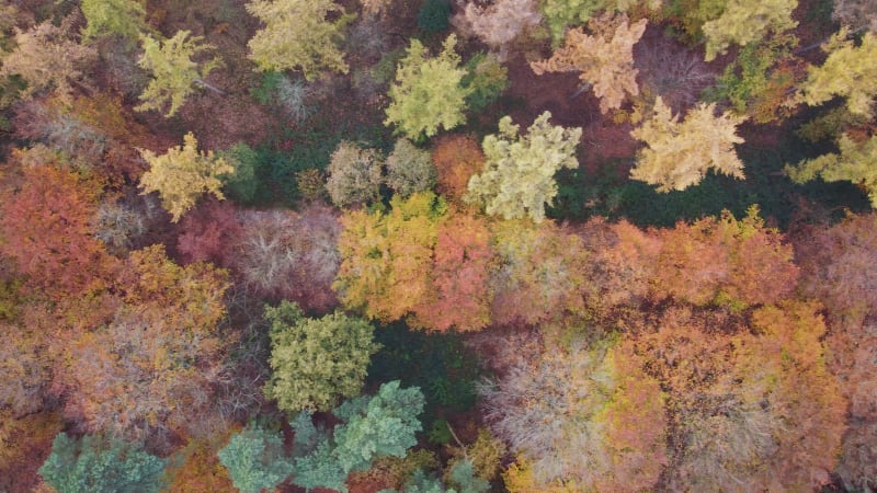 Aerial downward view of mixed autumn forest, Groesbeek, Gelderland, Netherlands.