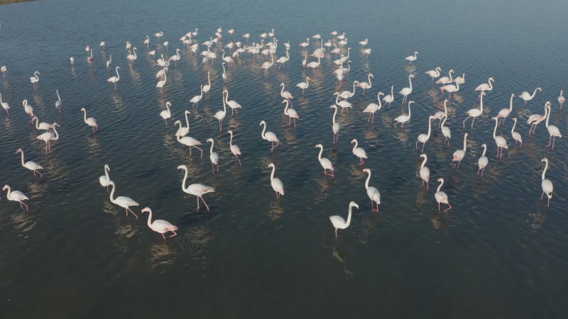 Close up view of flock of pink flamingos walking in shallow water