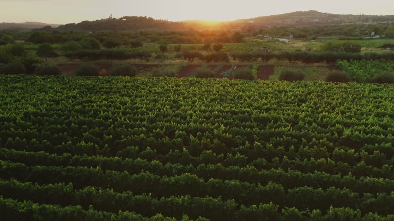 Aerial view of vineyards in Nerezisca dalmatian village.