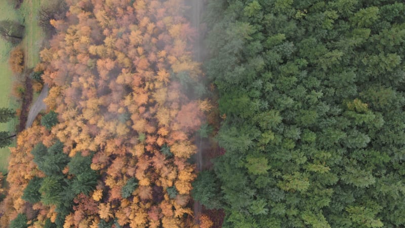 Vista de arriba hacia abajo de árboles de diferentes colores en otoño