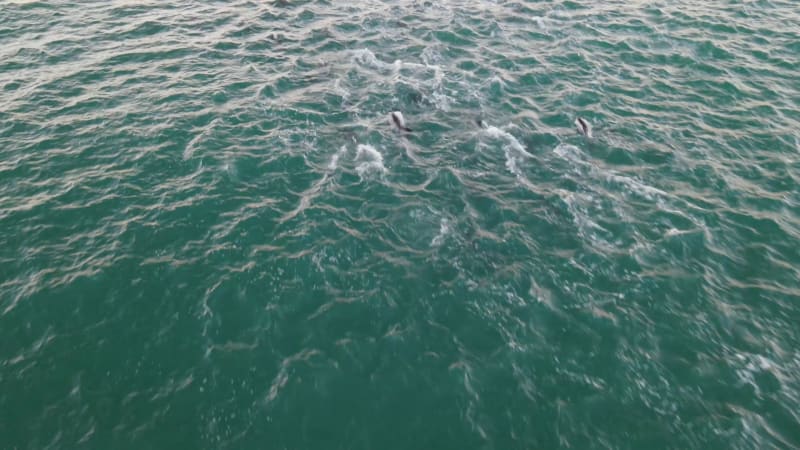 Aerial view of dolphins swimming in the ocean, Cape Town, South Africa.