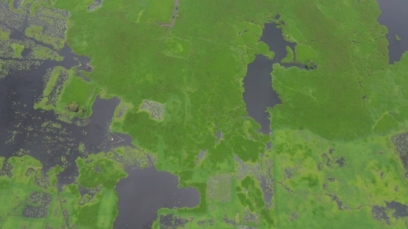 Aerial view of a small fishing boat sailing in a swamp, Dhaka, Bangladesh.