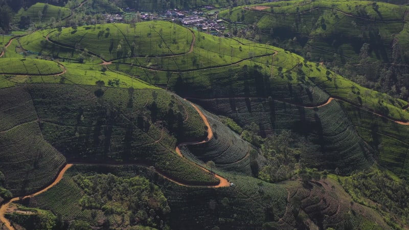 Aerial view of Ella Tea Garden, Nuwara Eliya, Sri Lanka.