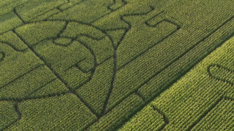 Confusing corn maze labyrinth from above