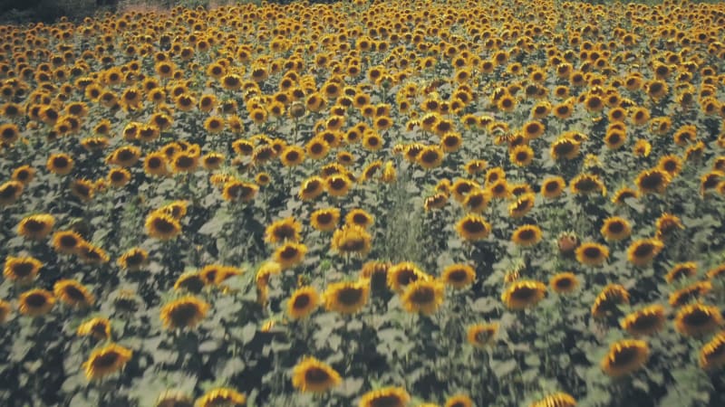 Rows of sunflowers in a field in Spring sunshine. Aerial drone view