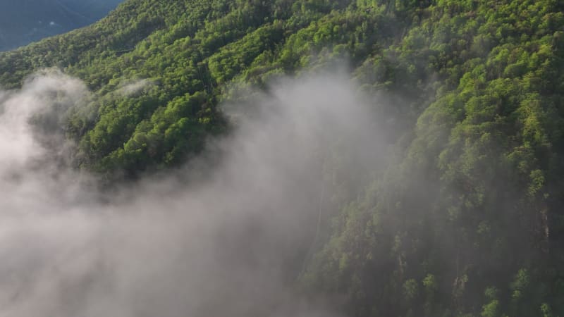 Overhead Perspective of Misty Forest in Piemont Region