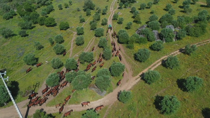 Aerial view of Coudelaria de Alter