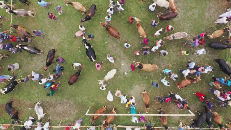 Aerial view of people at cattle market in Sherpur, Bangladesh.