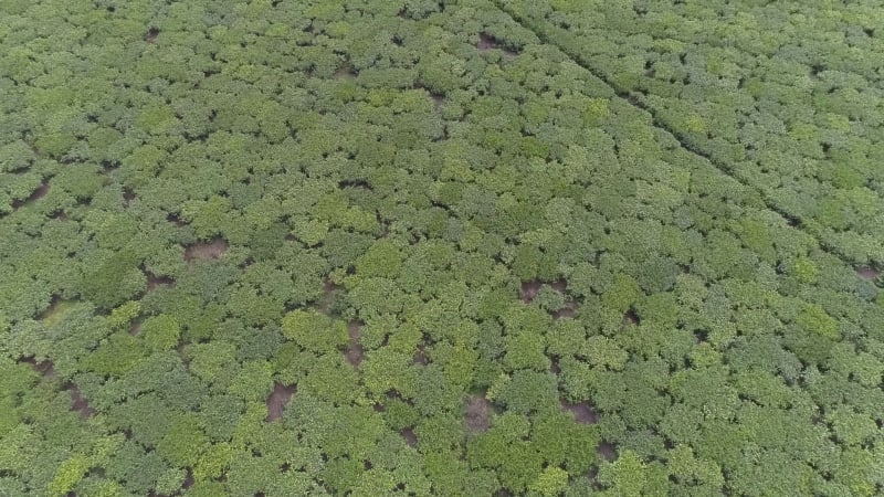 Aerial view of Tea farms in Kericho