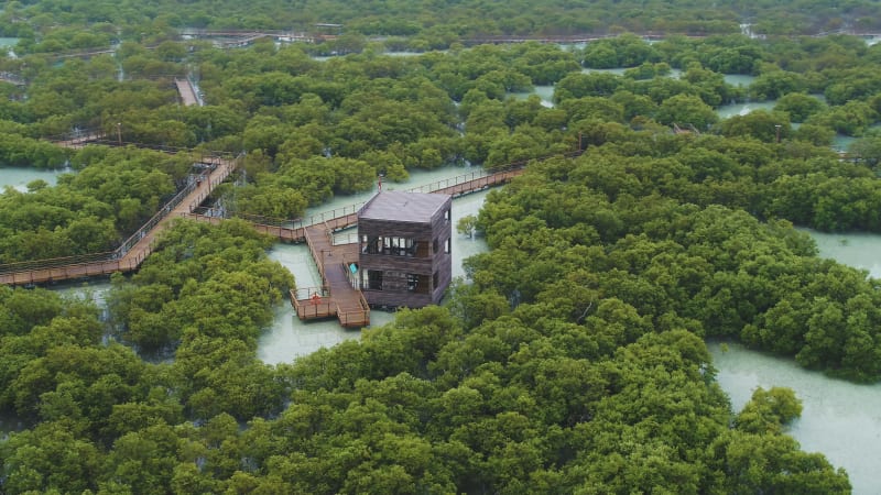 Aerial view of Jubail Mangrove Park, Abu Dhabi, United Arab Emirates.