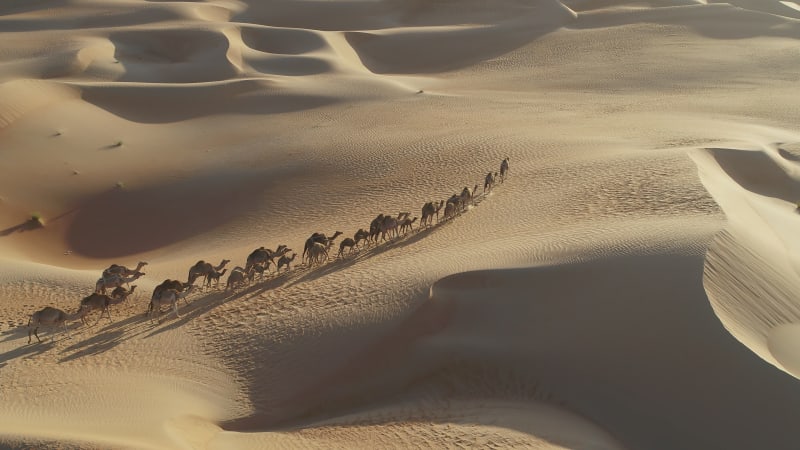 Aerial von Kamelen in der Wüste von Dubai, Vereinigte Arabische Emirate.