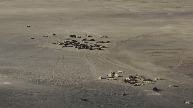 Seals Resting on Sandbank in Dutch Delta - A Natural Scene