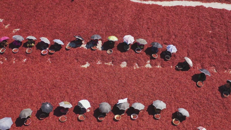 Aerial view of people picking red chilies, Bangladesh.