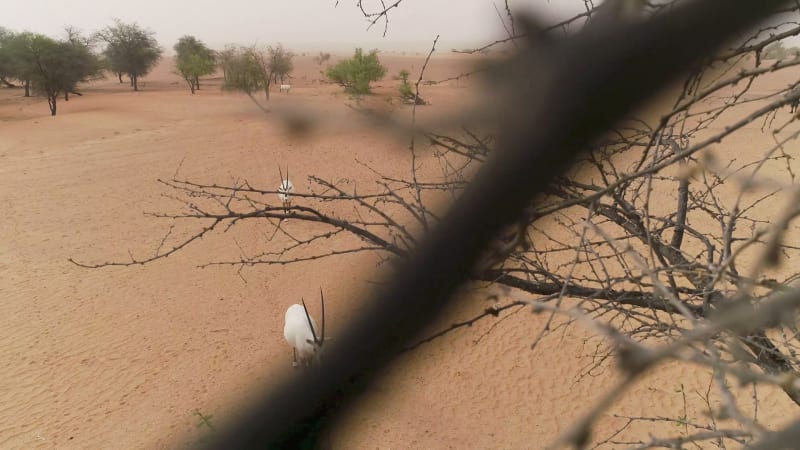 Aerial view of drone hitting tree while filming group of goats