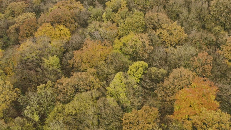 Flying over autumn tree canopy in Belgium